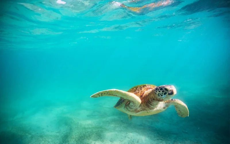 Green sea turtle swimming over coral reef in clear tropical ocean — marine life and underwater nature scene